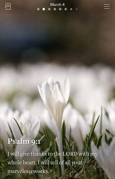 a white flower sitting in the middle of grass with a bible verse written on it