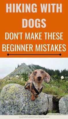 a dog sitting on top of a rock with the words hiking with dogs don't make