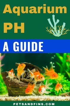 an aquarium with goldfish swimming in it and the words aquarium ph on top