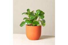 a potted plant sitting on top of a table