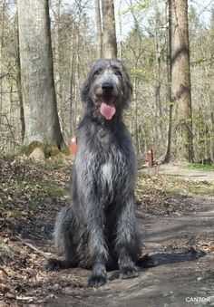 a shaggy black dog sitting on top of a dirt road next to trees and leaves