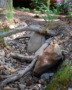 there is a rock and tree in the woods