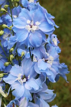 the blue flowers are blooming in the garden