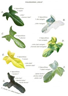 different types of leaves are shown in this diagram