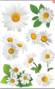 white daisies and green leaves are arranged in the shape of an image on a white background