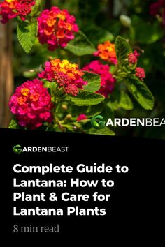 the complete guide to lantana how to plant and care for lantana plants