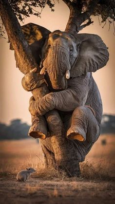 an elephant sitting on the trunk of a tree