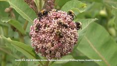 several bees on a pink flower with green leaves