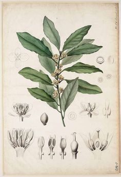 an antique botanical print with flowers and leaves