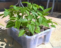 a plastic container filled with lots of green plants