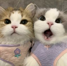 two cats with their mouths open and one is wearing a pink shirt while the other has a purple vest