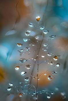 a close up of a plant with drops of water on it