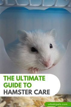 the ultimate guide to hamster care