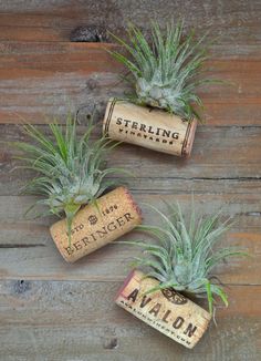 three wine corks with air plants in them sitting on a wooden table next to each other