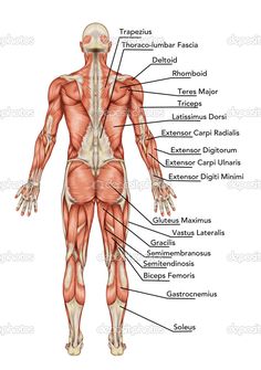 the muscles and their major skeletal systems are shown in this diagram, with labels on each side