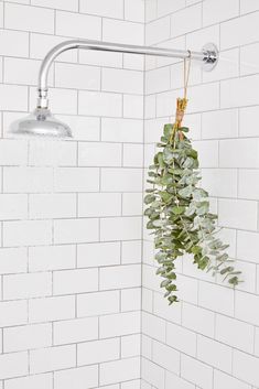 a shower head with plants hanging from it's side in a white tiled bathroom