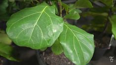 the large green leaves are growing in the potted planter's soil area