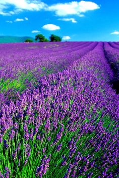 a field full of purple lavender flowers under a blue sky with white clouds in the background