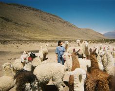 a man standing in front of a herd of llamas