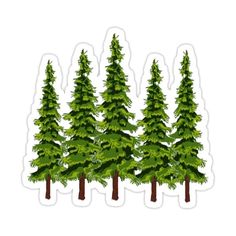 three evergreen trees with green leaves on them