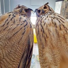 two large owls standing next to each other