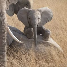 an elephant sitting on the back of another elephant in tall brown grass with it's trunk sticking out