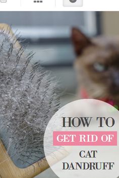 an image of a cat that is brushing it's hair