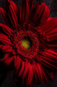 a large red flower with yellow center surrounded by water droplets on it's petals