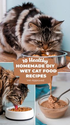 Homemade Wet Cat Food Recipes Home Cooked Cat Food, Cat Meals Homemade, Home Made Cat Food Recipes Healthy, Healthy Cat Food Recipes, Homemade Kitten Food, Cooked Cat Food Recipes, Cat Meals, Food Surprise, Cat Food Recipe