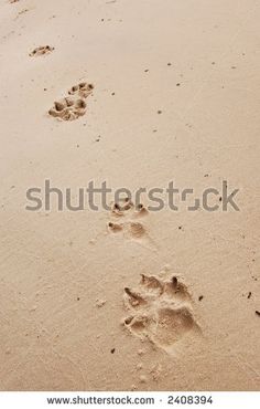 an animal track in the sand with its paw prints on it's left side