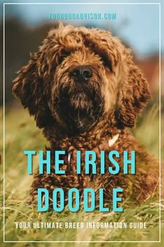 a brown dog sitting in the grass with text that reads, the irish doodle your ultimate breed information guide