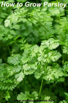 some green plants with the words how to grow parsley