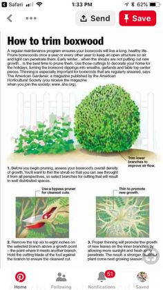 instructions for how to trim a boxwood tree