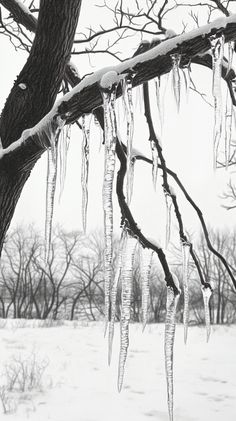 icicles are hanging from the branches of a tree in winter, with snow on the ground