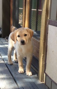 a puppy standing on a porch next to a door