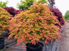 some very pretty trees in pots by the dirt road and gravel path, with colorful leaves on them