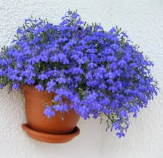 a potted plant with blue flowers on the outside of it, against a white wall