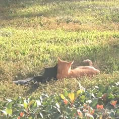 an orange cat laying on top of a lush green field