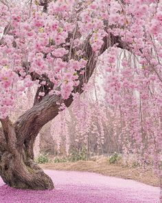 a tree with pink flowers on it in the middle of a park filled with trees