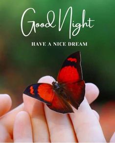 someone holding a red and black butterfly in their hand with the caption good night have a nice dream