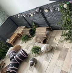 two cats are sitting on the floor next to some plants