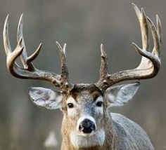 a close up of a deer with antlers on it's head