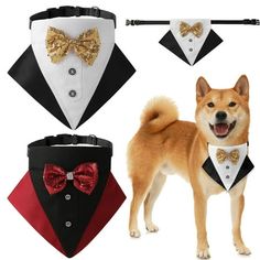 three different styles of dog clothes and bow ties