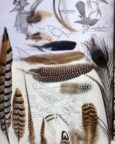 an assortment of feathers on display in a glass case