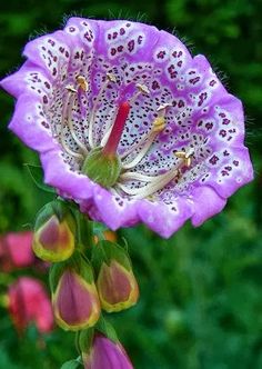 a purple flower with white spots on it