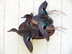 three ducks are flying in the air on a wall mounted bird feeder with grass and twigs