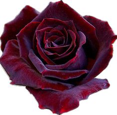 a red rose is shown on a white background