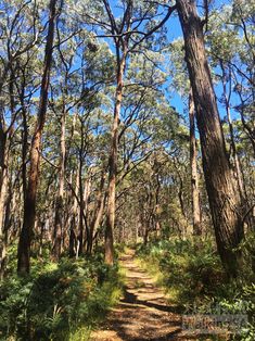 a dirt path in the middle of a forest with lots of trees on both sides