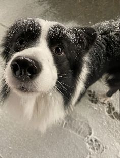 a black and white dog standing in the snow