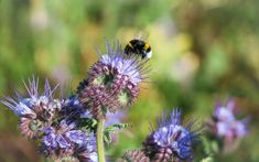 a bee sitting on top of a purple flower